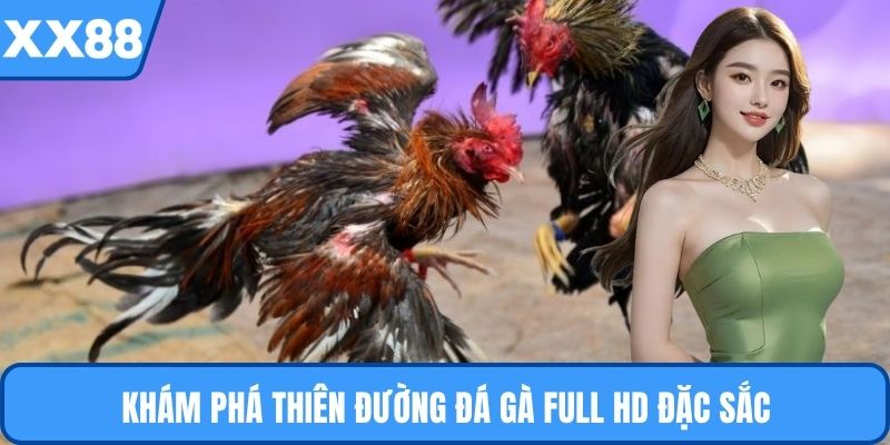 Khám phá thiên đường đá gà full HD đặc sắc